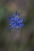 David Plant Photography - Wildlife Photography - Round-headed rampion - A