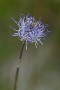 David Plant Photography - Wildlife Photography - Round-headed rampion - C