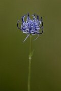 David Plant Photography - Wildlife Photography - Round-headed rampion - D