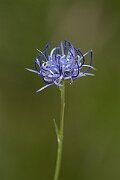 David Plant Photography - Wildlife Photography - Round-headed rampion - E