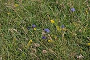 David Plant Photography - Wildlife Photography - Round-headed rampion - F