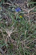 David Plant Photography - Wildlife Photography - Round-headed rampion - H