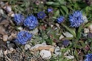 David Plant Photography - Wildlife Photography - Sheepsbit - E