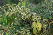 David Plant Photography - Wildlife Photography - Hop - A