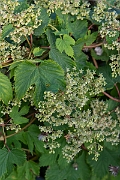 David Plant Photography - Wildlife Photography - Hop - B