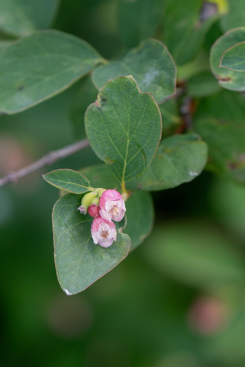 David Plant Photography - Wildlife Photography - Snowberry - A.jpg - Common snowberry, Symphoricarpos albus, flowers - Gloucestershire