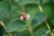 David Plant Photography - Wildlife Photography - Snowberry - B