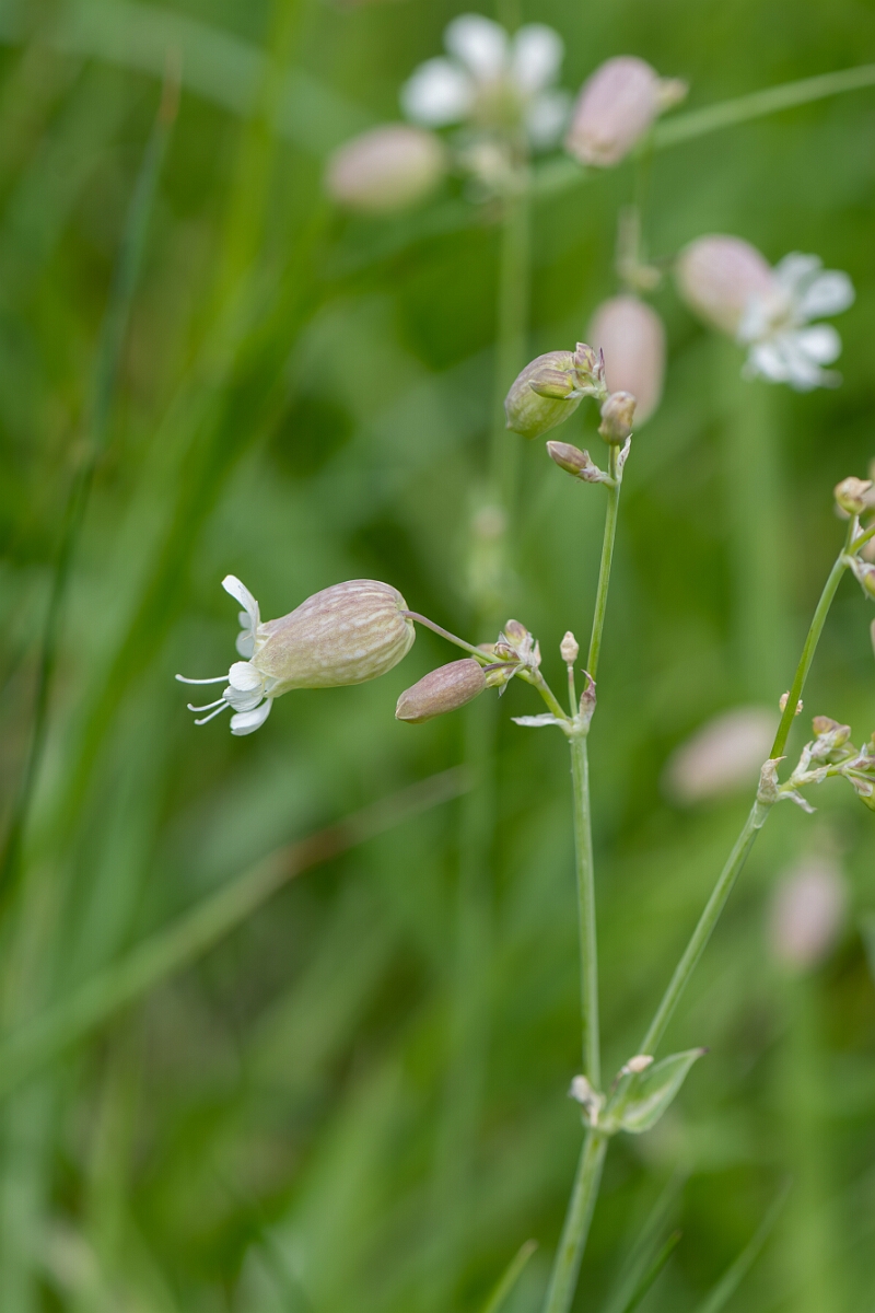 David Plant Photography - Wildlife Photography - Bladder campion - J.jpg - Bladder campion, Silene vulgaris - Gloucestershire