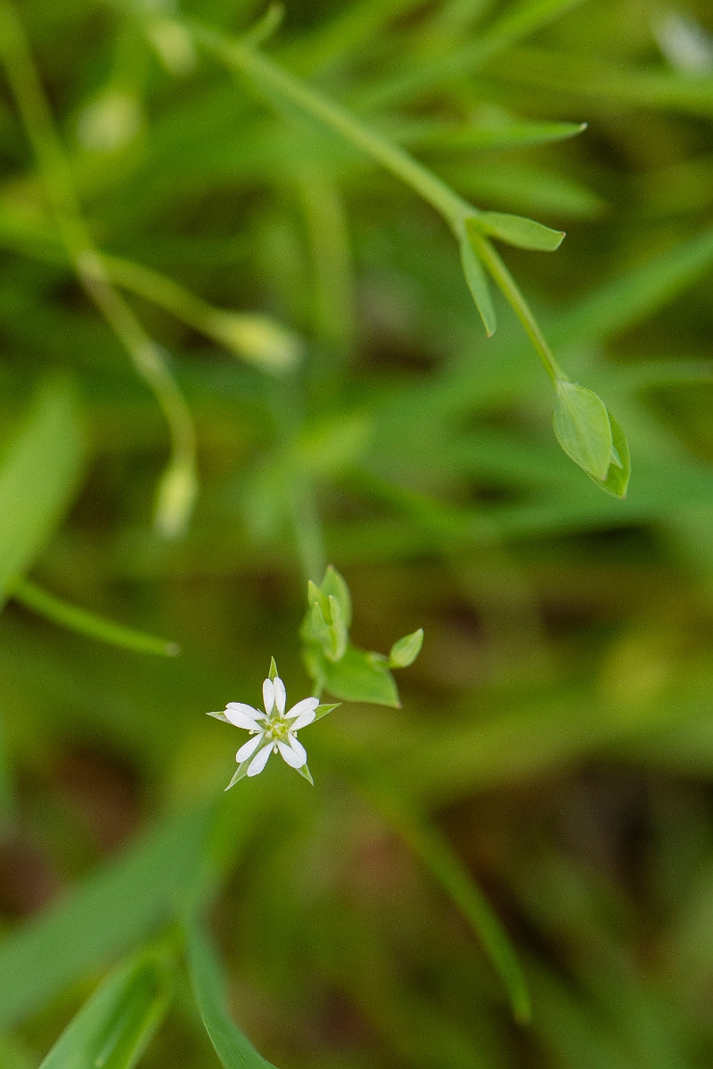 David Plant Photography - Wildlife Photography - Bog stitchwort - D.JPG - Bog stitchwort - Cambridgeshire