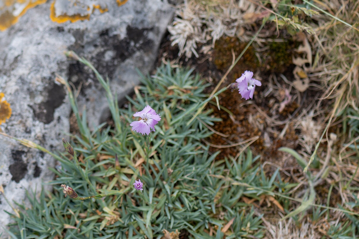 David Plant Photography - Wildlife Photography - Cheddar pink - B.jpg - Cheddar pink, plant - Somerset