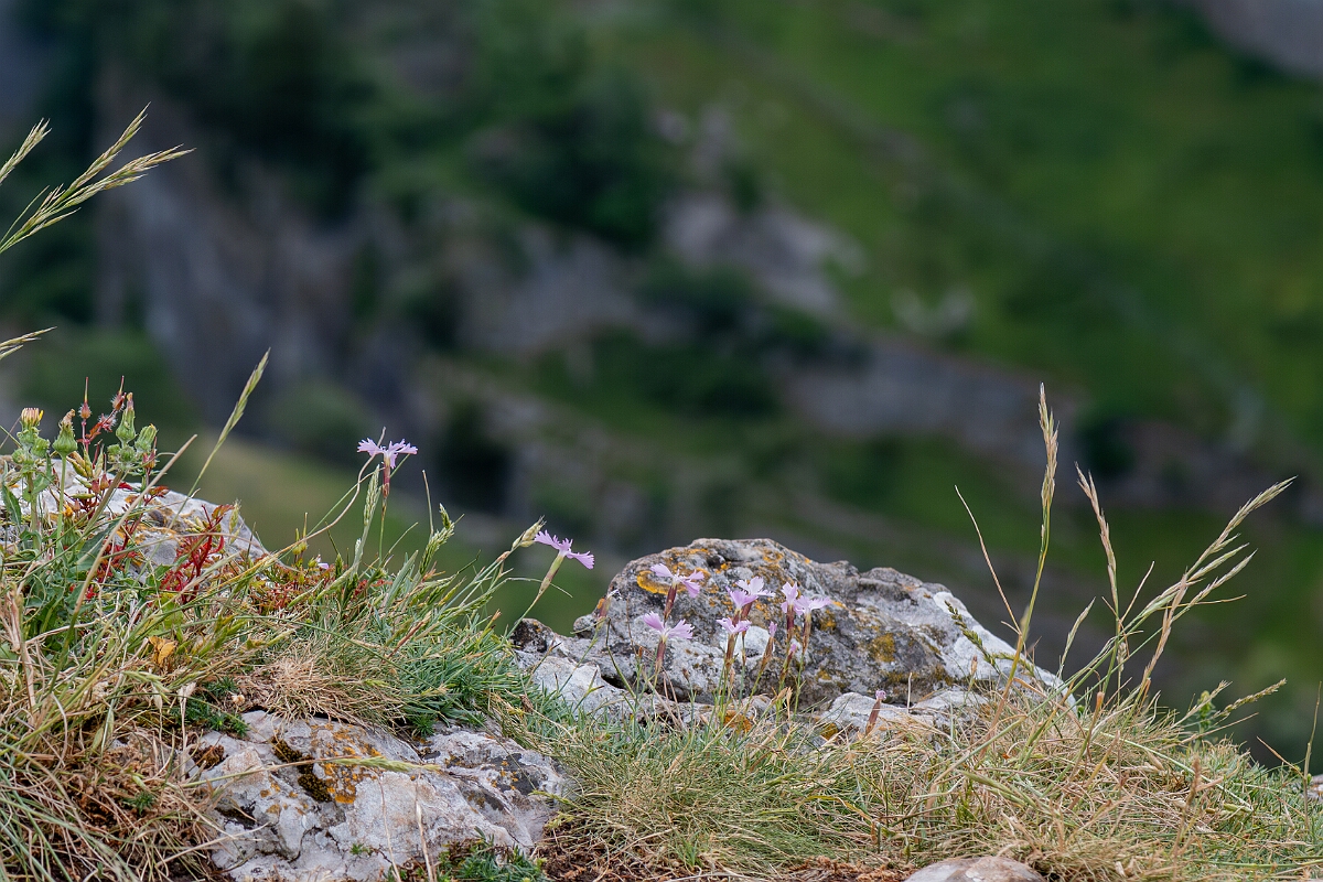 David Plant Photography - Wildlife Photography - Cheddar pink - C.jpg - Cheddar pink, plant - Somerset
