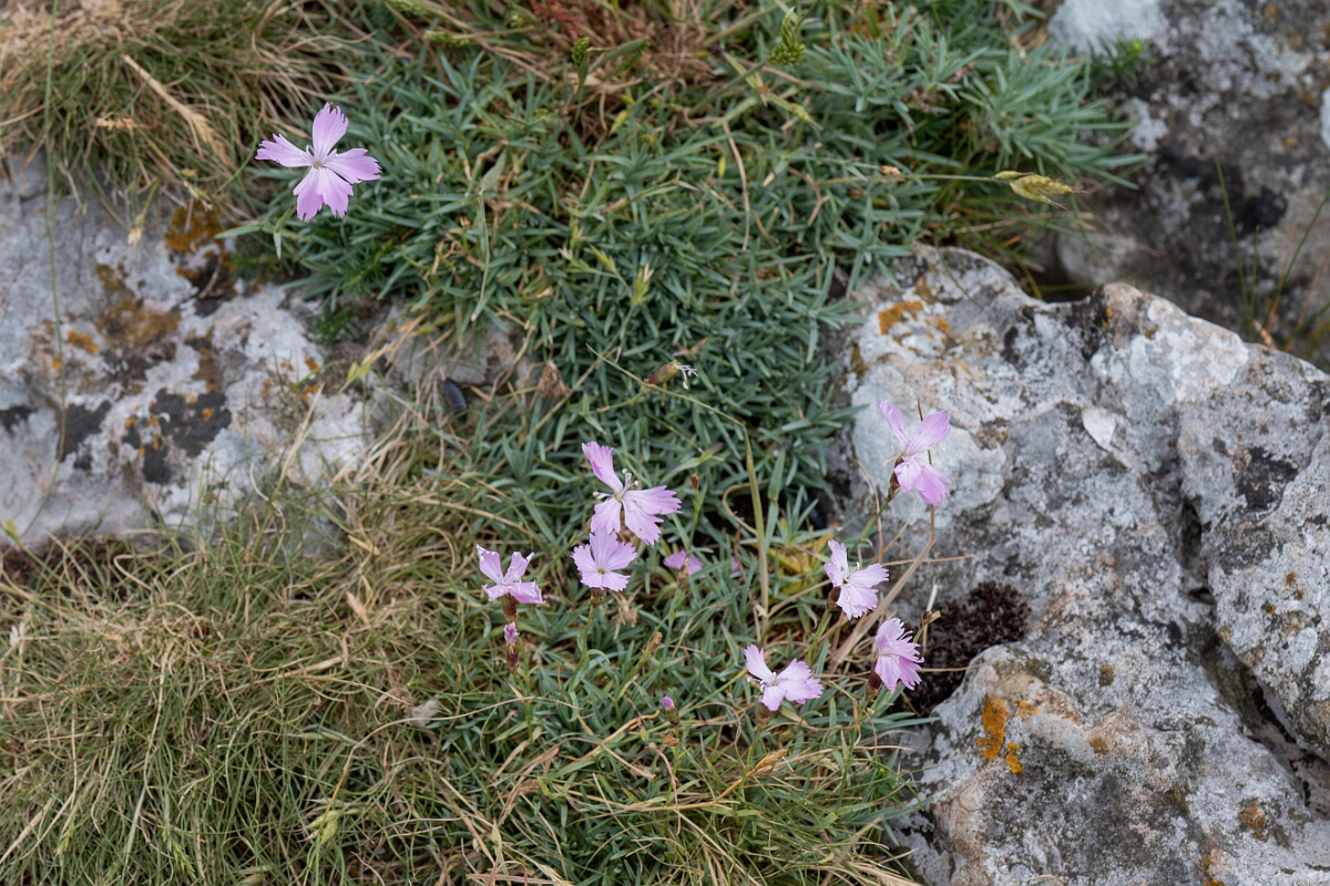 David Plant Photography - Wildlife Photography - Cheddar pink - D.jpg - Cheddar pink, plant - Somerset