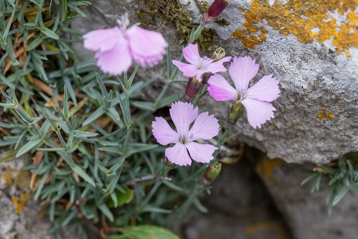 David Plant Photography - Wildlife Photography - Cheddar pink - F.jpg - Cheddar pink, plant - Somerset