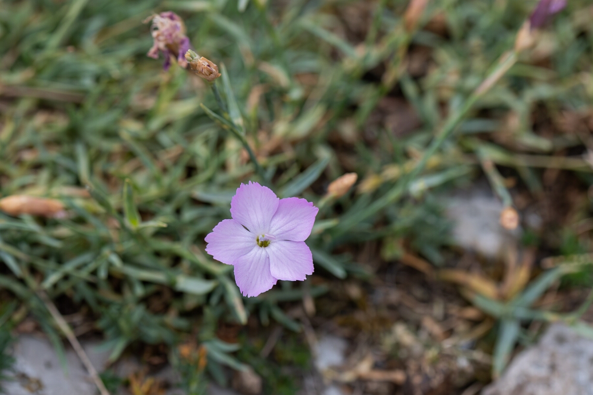 David Plant Photography - Wildlife Photography - Cheddar pink - G.jpg - Cheddar pink, flower - Somerset
