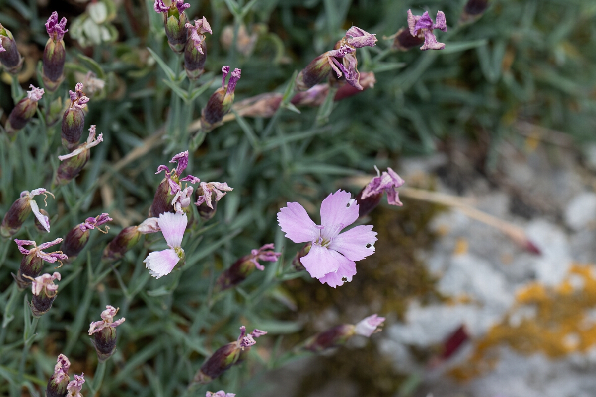 David Plant Photography - Wildlife Photography - Cheddar pink - H.jpg - Cheddar pink, plant - Somerset
