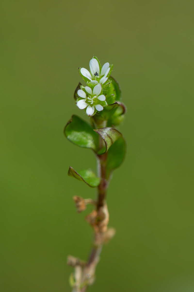 David Plant Photography - Wildlife Photography - Common chickweed - G.jpg - Common chickweed - Gloucestershire