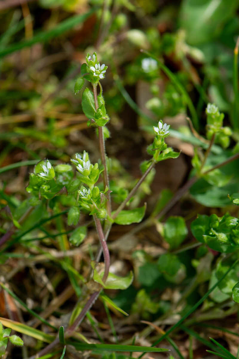 David Plant Photography - Wildlife Photography - Common chickweed - H.jpg - Common chickweed - Gloucestershire