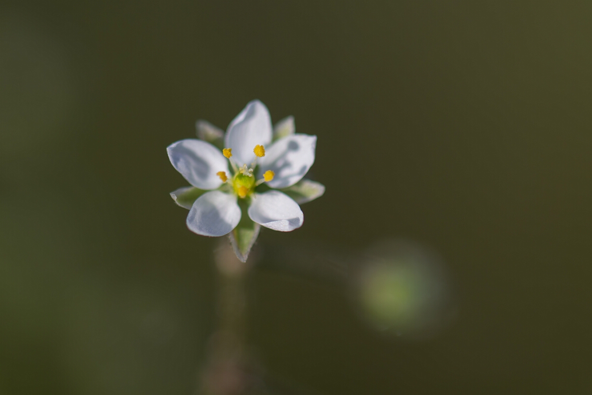 David Plant Photography - Wildlife Photography - Corn spurrey - F.jpg - Corn spurrey, flower - Norfolk