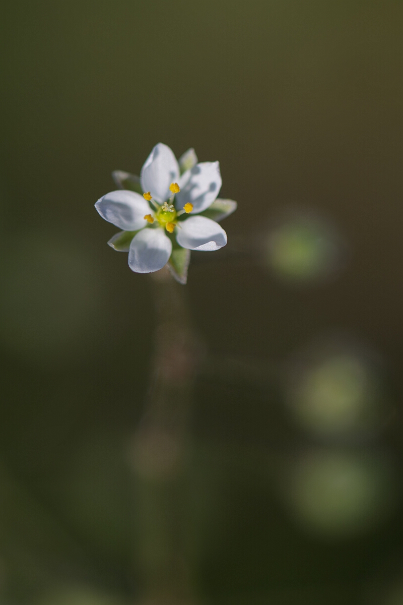 David Plant Photography - Wildlife Photography - Corn spurrey - H.jpg - Corn spurrey, flower - Norfolk