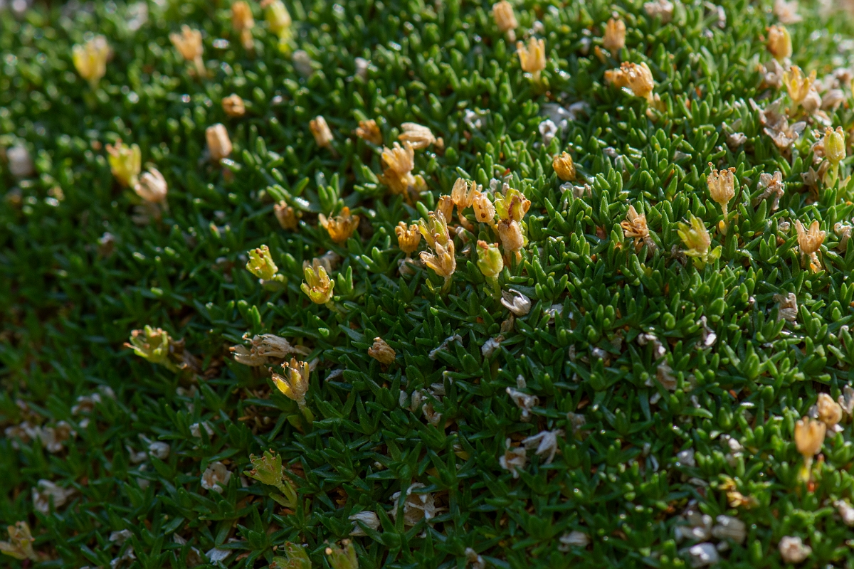 David Plant Photography - Wildlife Photography - Cyphel - E.JPG - Cyphel - Perthshire