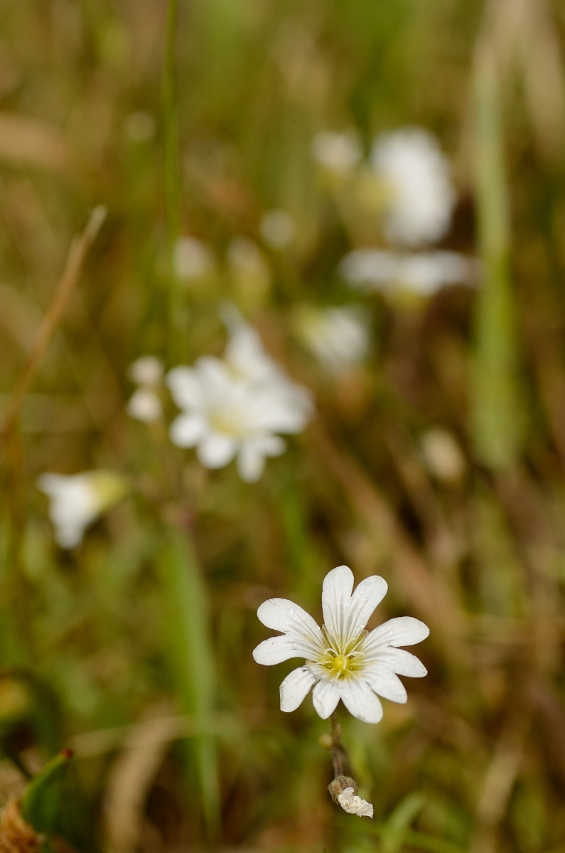 David Plant Photography - Wildlife Photography - Field mouse-ear - A.jpg - Field mouse-ear - Suffolk