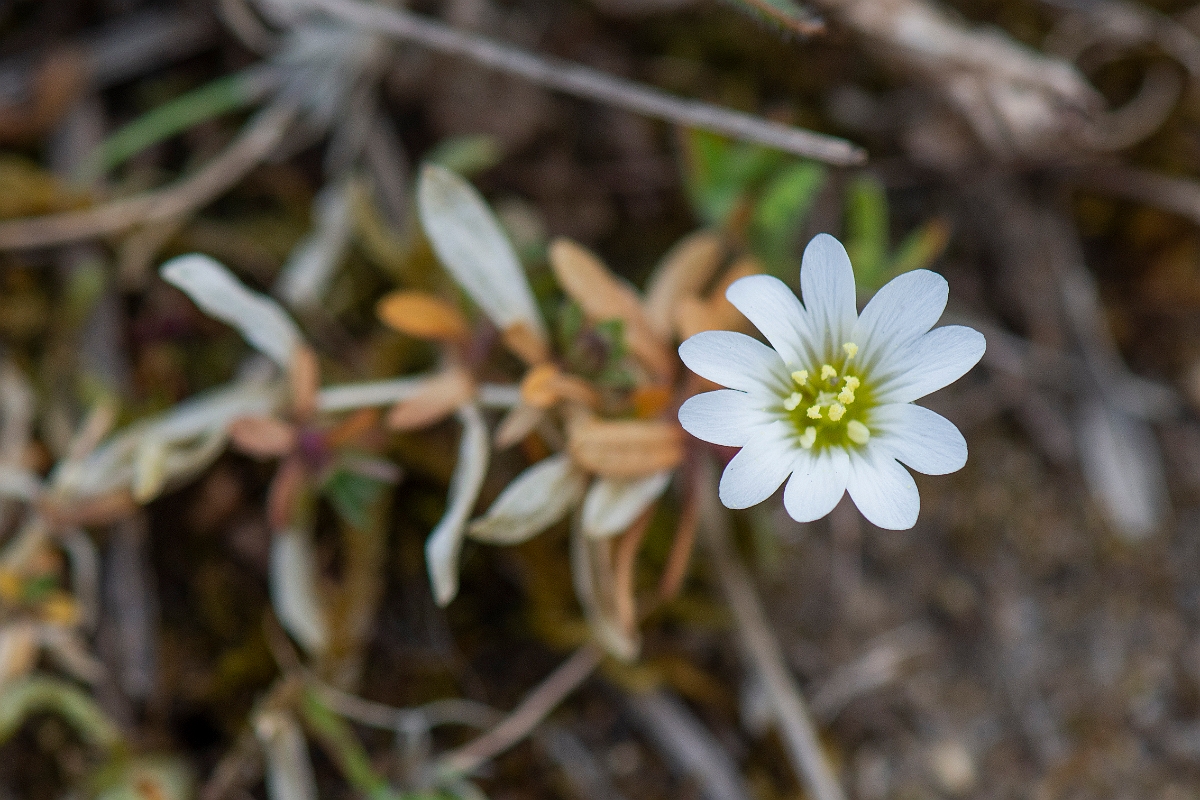 David Plant Photography - Wildlife Photography - Field mouse-ear - D.JPG - Field mouse-ear - Suffolk