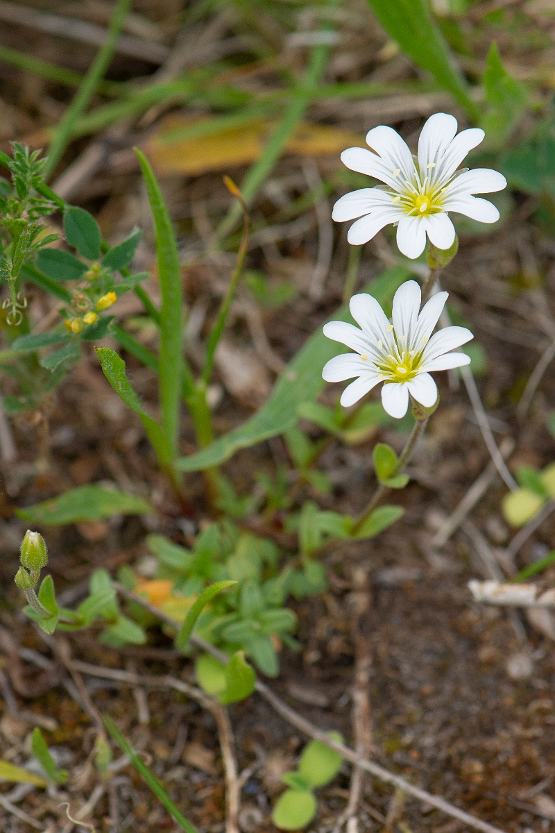 David Plant Photography - Wildlife Photography - Field mouse-ear - E.JPG - Field mouse-ear - Suffolk