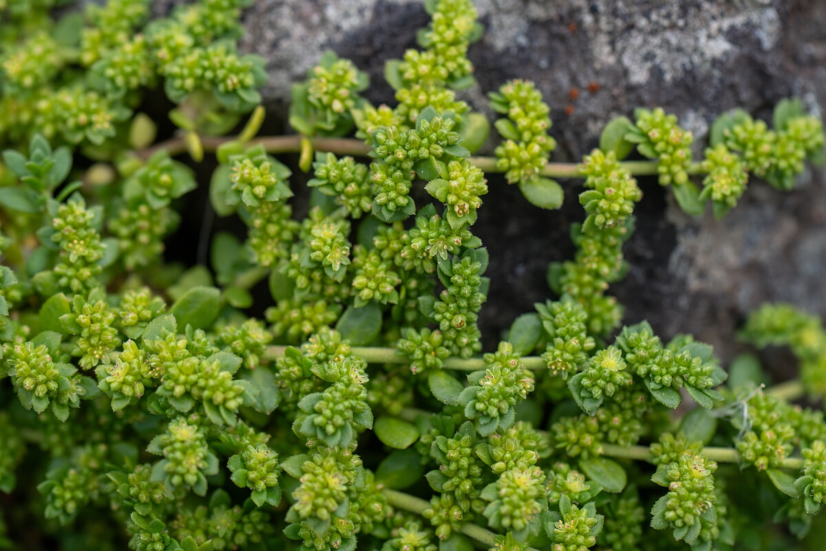 David Plant Photography - Wildlife Photography - Fringed rupturewort - E.jpg - Fringed rupturewort - Cornwall