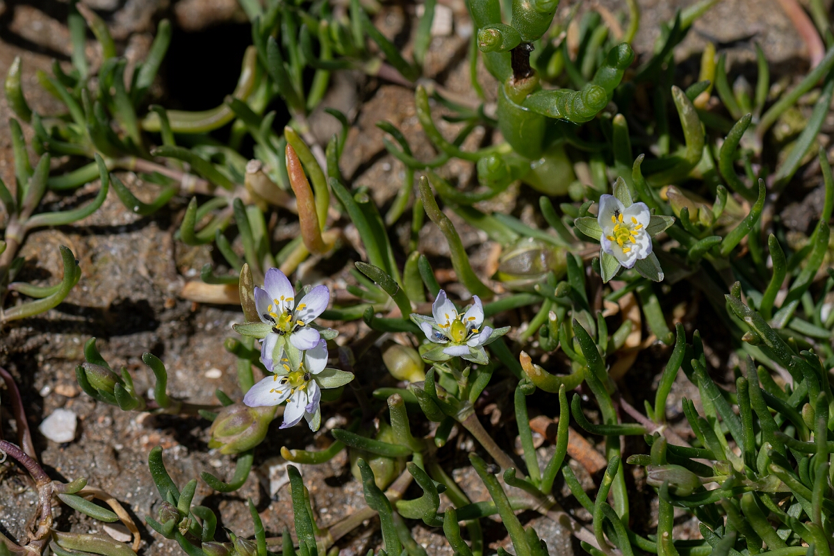David Plant Photography - Wildlife Photography - Greater sea-spurrey - A.jpg - Greater sea-spurrey, Spergularia media - Hampshire