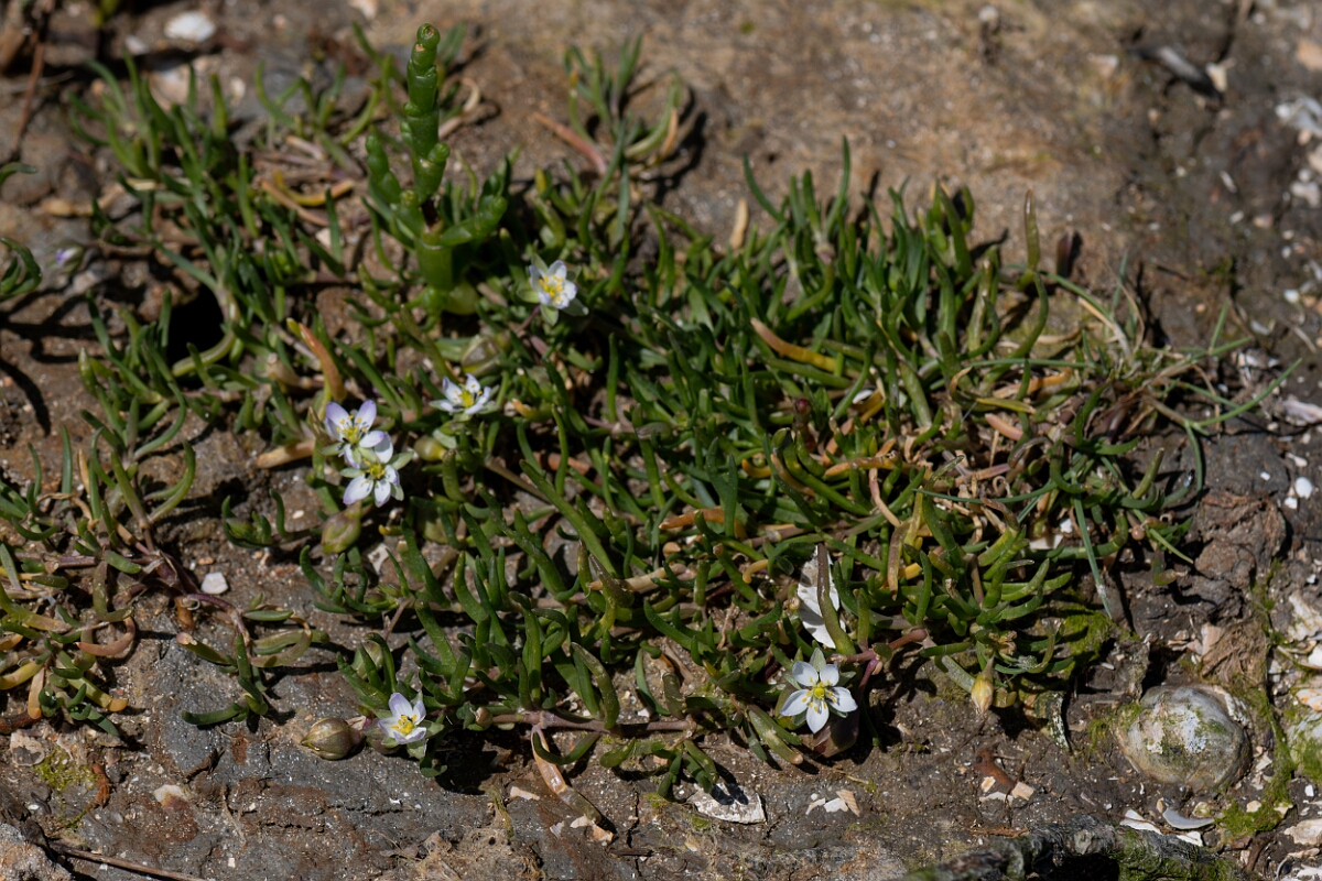 David Plant Photography - Wildlife Photography - Greater sea-spurrey - B.jpg - Greater sea-spurrey, Spergularia media - Hampshire