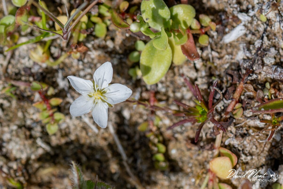 David Plant Photography - Wildlife Photography - Heath pearlwort - C.jpg - Knotted pearlwort, Sagina nodosa - Devon