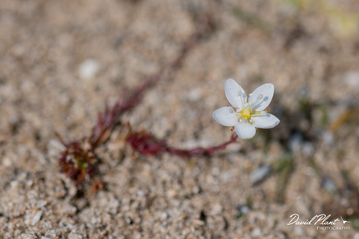 David Plant Photography - Wildlife Photography - Heath pearlwort - D.jpg - Knotted pearlwort, Sagina nodosa - Devon