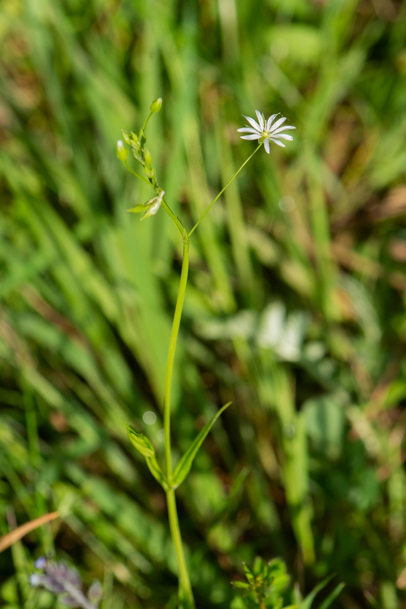David Plant Photography - Wildlife Photography - Lesser stitchwort - A.JPG - Lesser stitchwort - Cambridgeshire