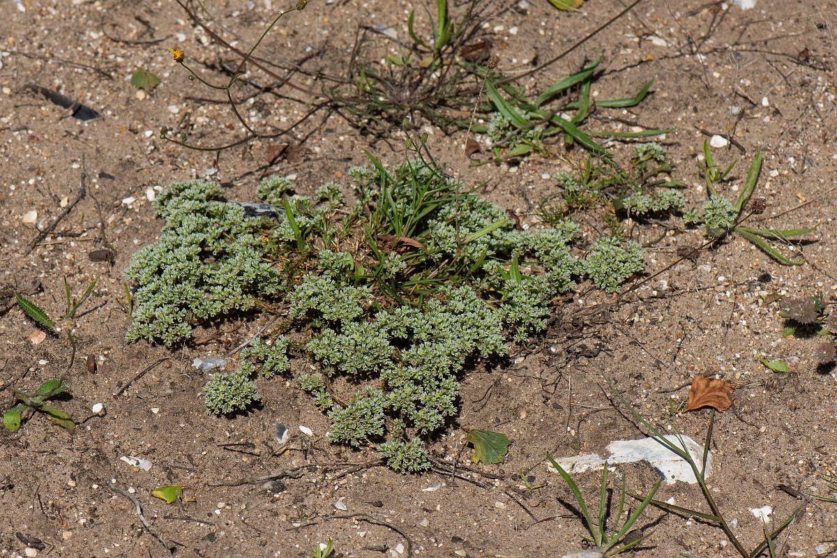 David Plant Photography - Wildlife Photography - Perennial knawel - F.JPG - Perennial knawel - Norfolk