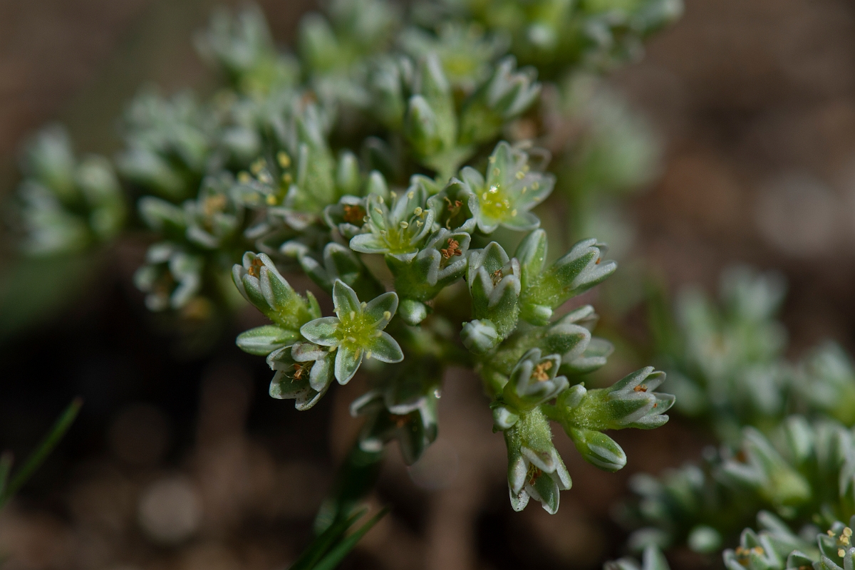 David Plant Photography - Wildlife Photography - Perennial knawel - H.JPG - Perennial knawel - Norfolk
