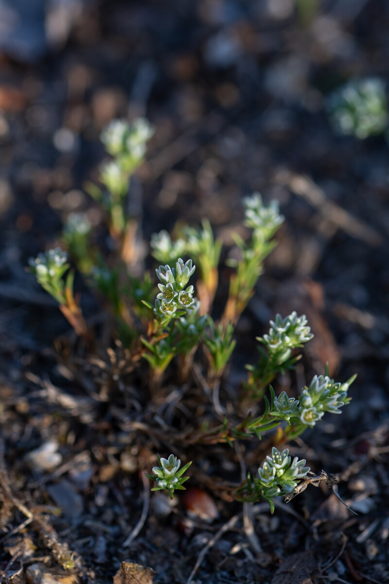David Plant Photography - Wildlife Photography - Perennial knawel - M.jpg - Perennial knawel, plant - Norfolk