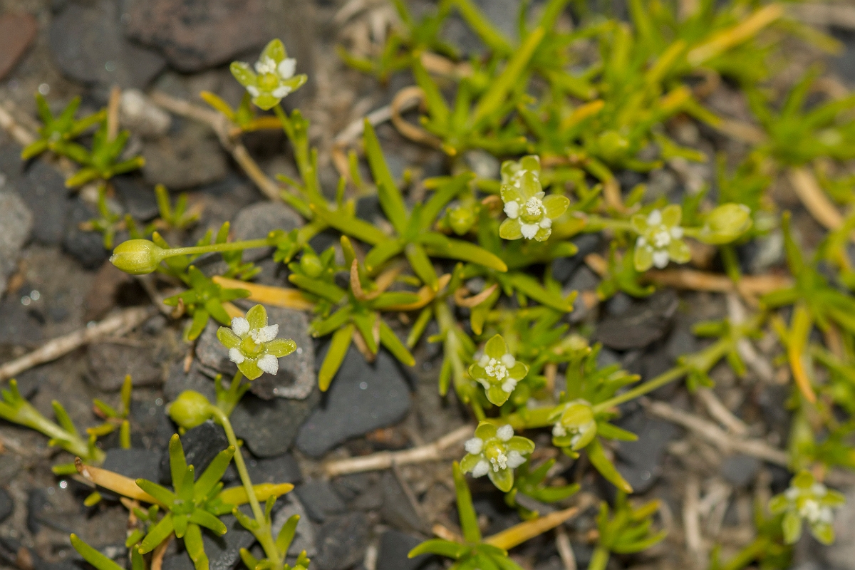 David Plant Photography - Wildlife Photography - Procumbent pearlwort - A.jpg - Procumbent pearlwort - Ayrshire