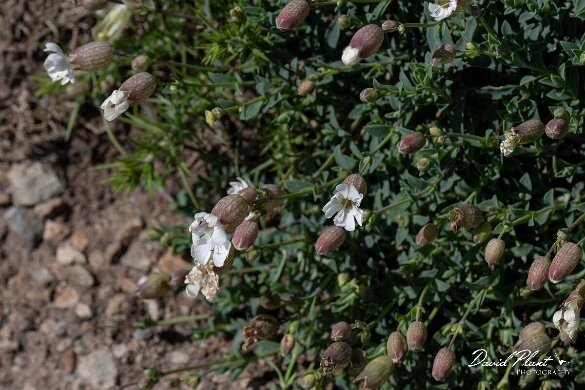 David Plant Photography - Wildlife Photography - Sea campion - I.jpg - Sea campion, Silene uniflora - Angelsey