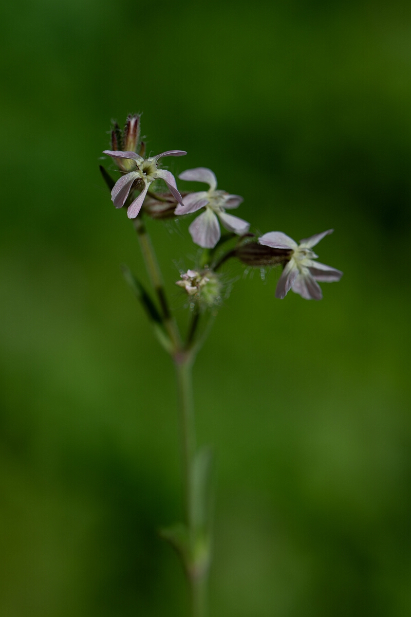 David Plant Photography - Wildlife Photography - Small-flowered catchfly - D.jpg - Small-flowered catchfly - Cambridgeshire