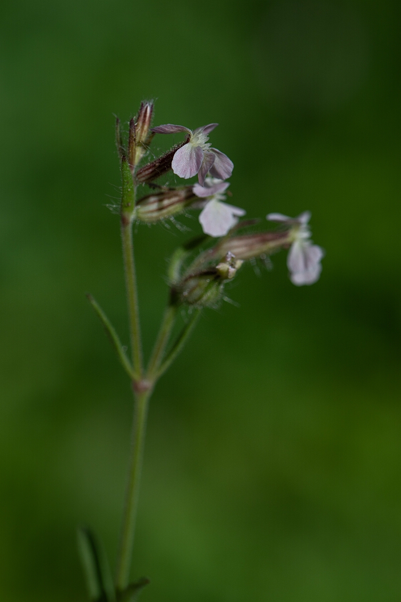 David Plant Photography - Wildlife Photography - Small-flowered catchfly - E.jpg - Small-flowered catchfly - Cambridgeshire