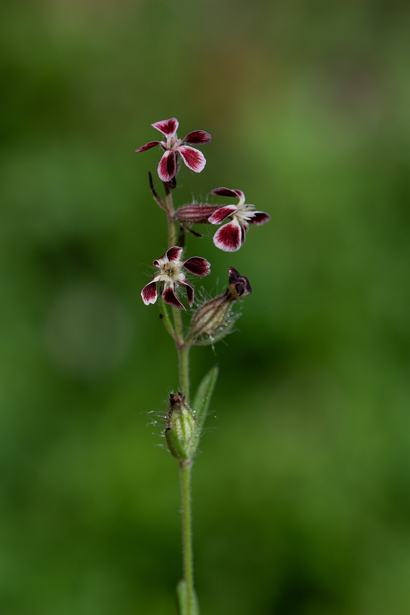 David Plant Photography - Wildlife Photography - Small-flowered catchfly - F.jpg - Small-flowered catchfly var. quinquevulnera - Cambridgeshire