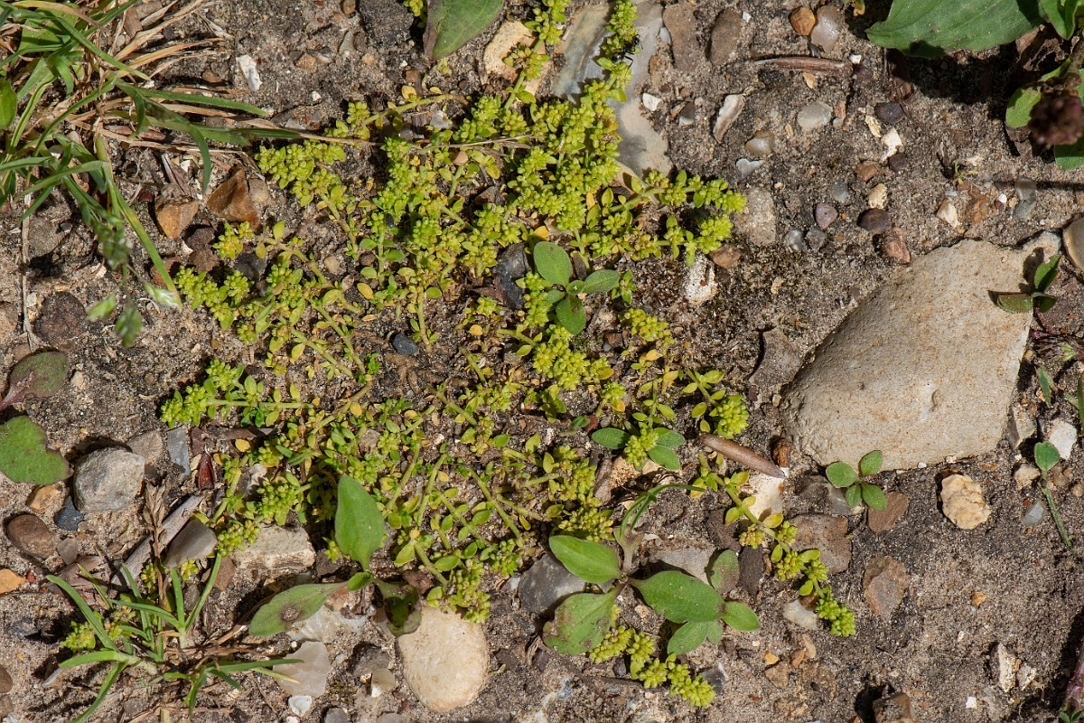 David Plant Photography - Wildlife Photography - Smooth rupturewort - C.JPG - Smooth rupturewort - Norfolk