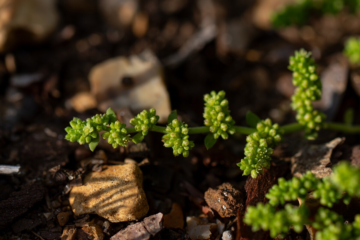 David Plant Photography - Wildlife Photography - Smooth rupturewort - F.jpg - Smooth rupturewort - Norfolk