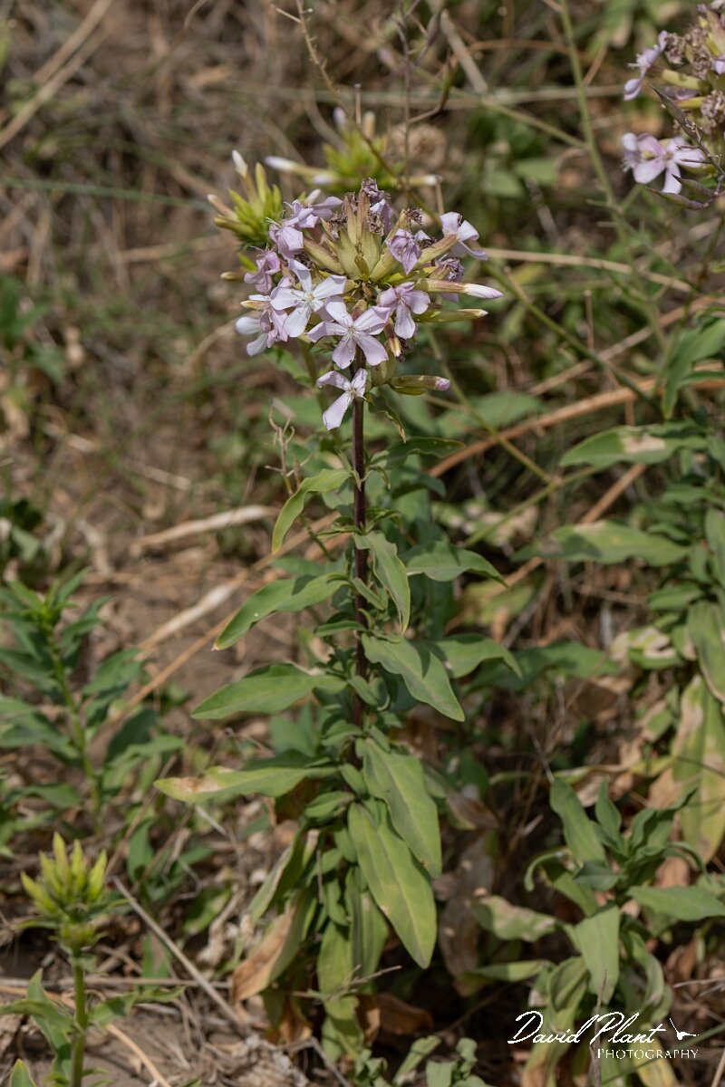 David Plant Photography - Wildlife Photography - Soapwort - A.jpg - Soapwort, Saponaria officinalis - Somerset
