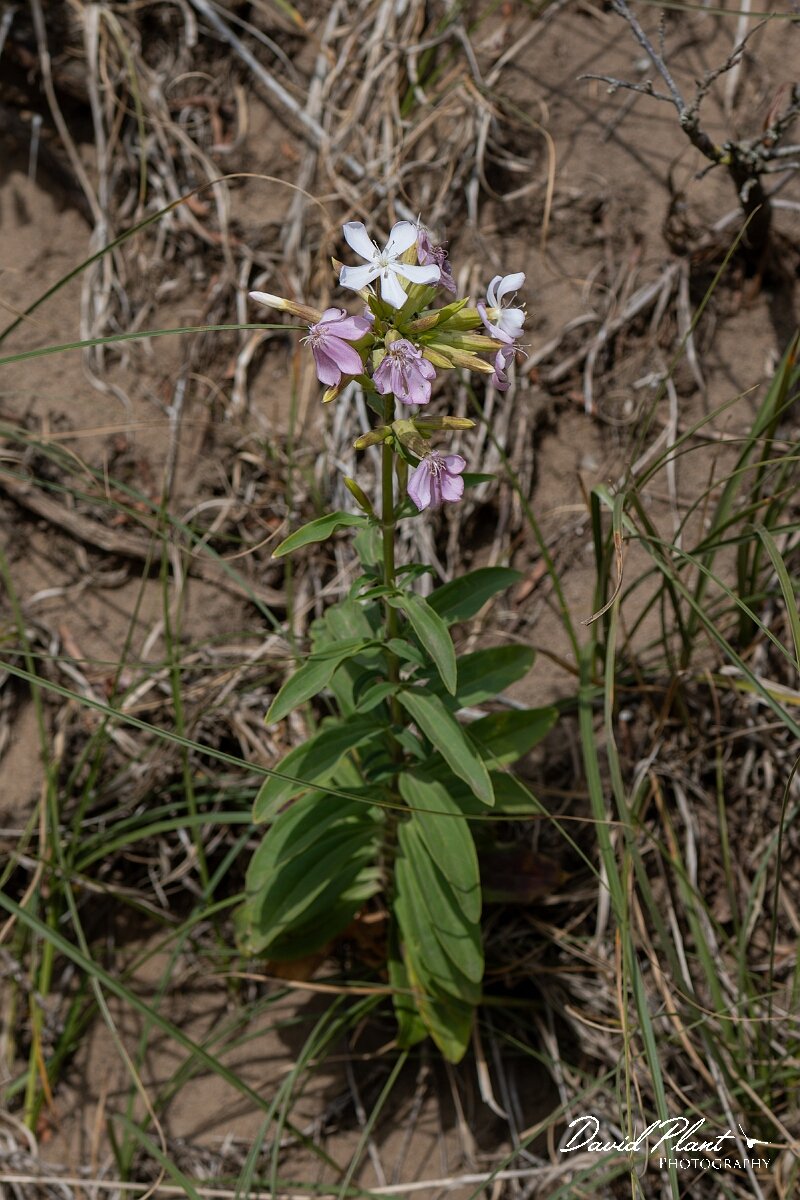 David Plant Photography - Wildlife Photography - Soapwort - B.jpg - Soapwort, Saponaria officinalis - Somerset