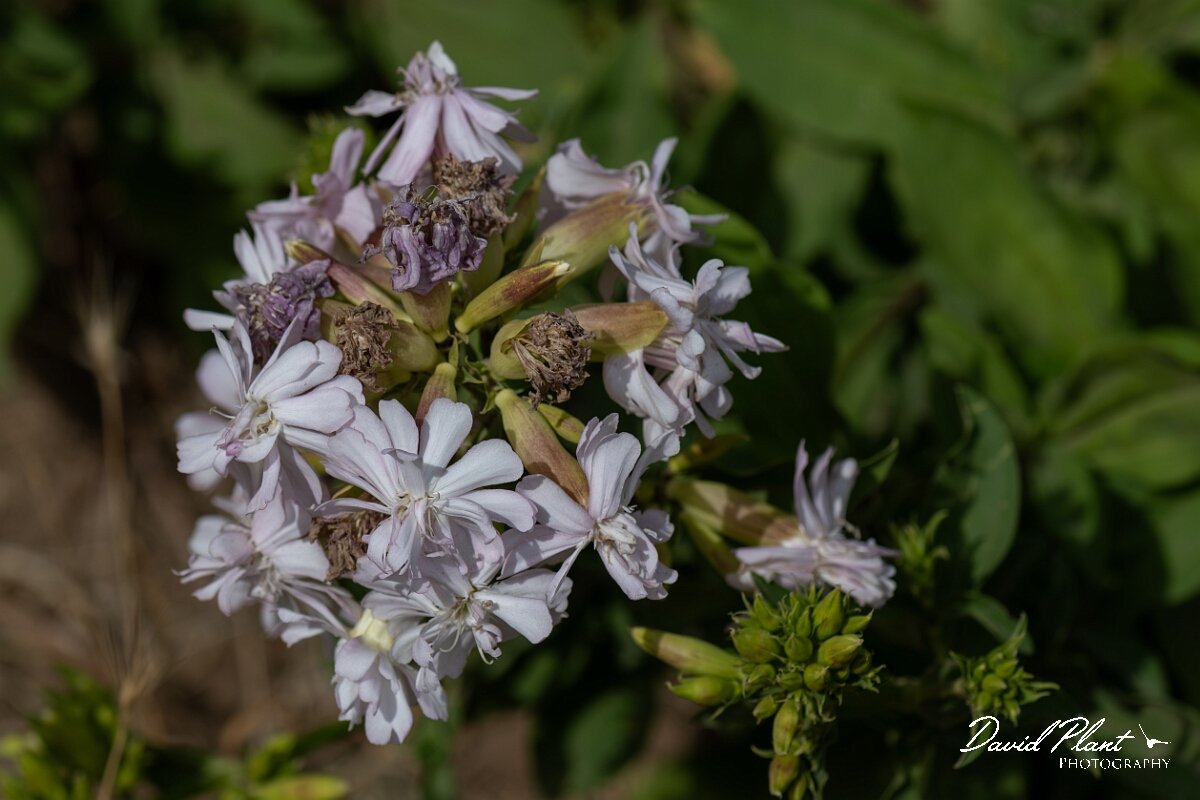 David Plant Photography - Wildlife Photography - Soapwort - C.jpg - Soapwort, Saponaria officinalis - Somerset