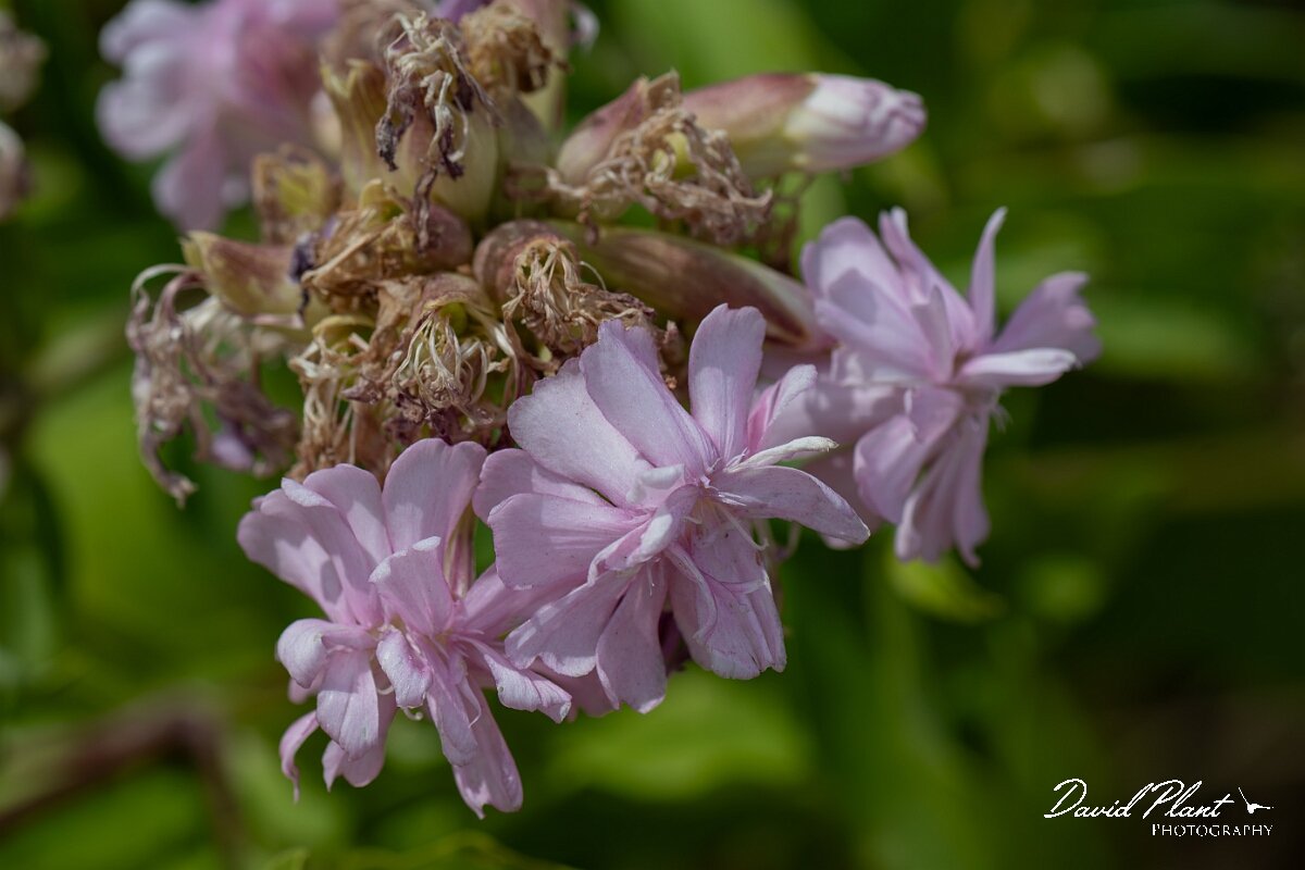 David Plant Photography - Wildlife Photography - Soapwort - D.jpg - Soapwort, Saponaria officinalis - Somerset