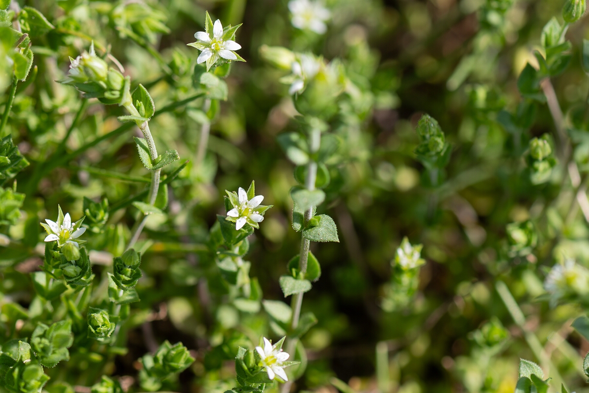 David Plant Photography - Wildlife Photography - Thyme-leaved sandwort - H.jpg - Thyme-leaved sandwort, Arenaria serpyllifolia - Hampshire