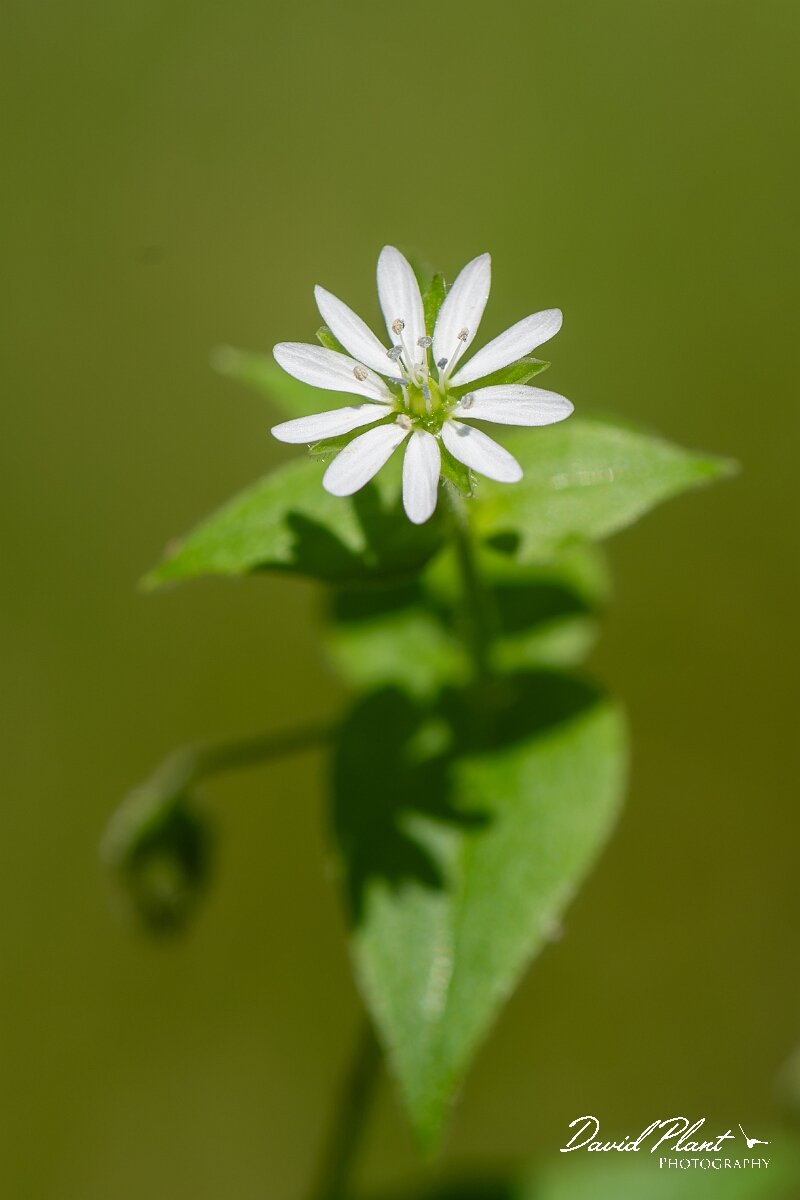 David Plant Photography - Wildlife Photography - Water chickweed - A.jpg - Water chickweed, Stellaria aquatica - North Somerset