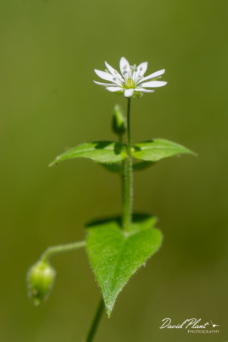 David Plant Photography - Wildlife Photography - Water chickweed - B.jpg - Water chickweed, Stellaria aquatica - North Somerset